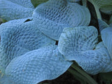 Sapphire Pillows Hosta