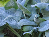 Sapphire Pillows Hosta