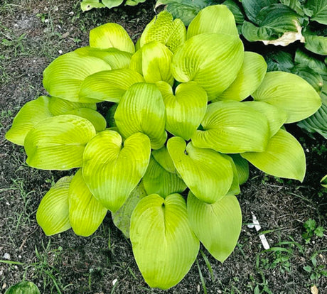 School Bus Hosta Courtesy of The Hosta Library