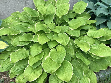 Sea Dream Hosta Courtesy of The Hosta Library