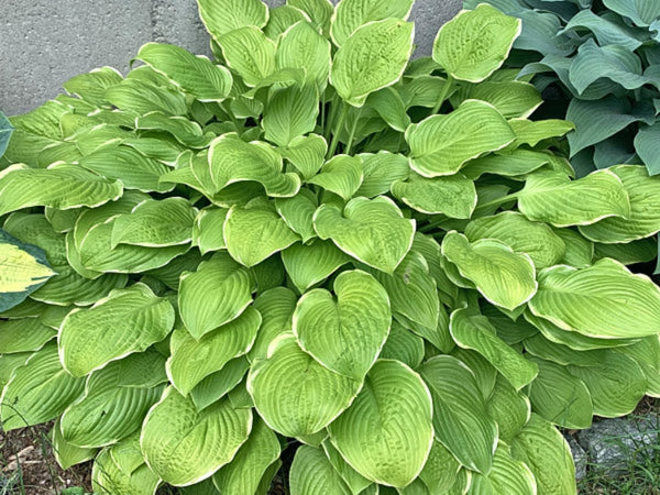 Sea Dream Hosta Courtesy of The Hosta Library