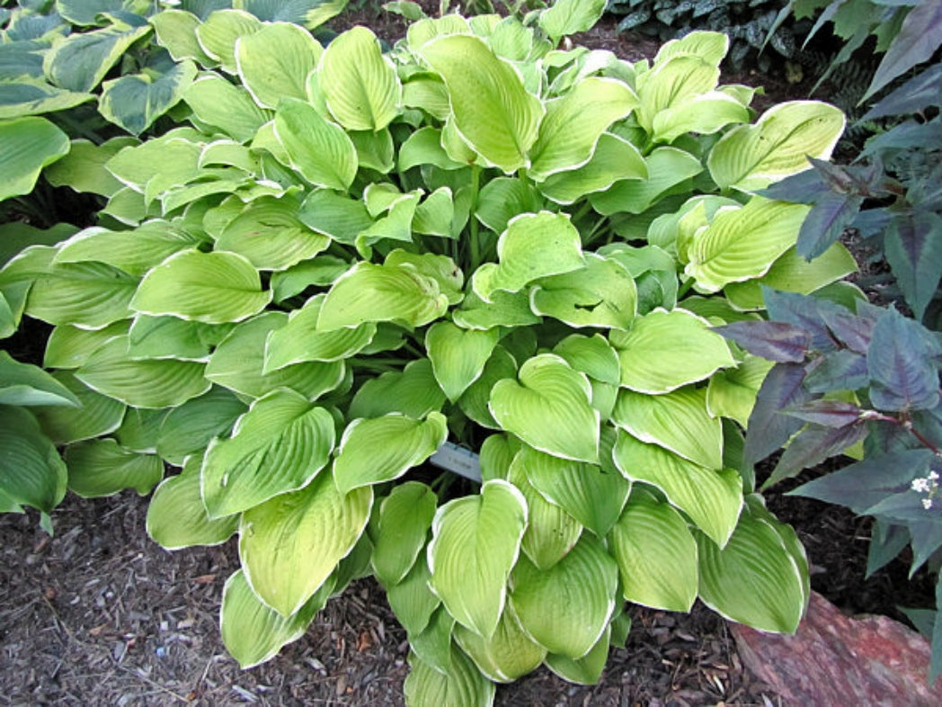 Sea Dream Hosta Courtesy of The Hosta Library