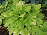 Sea Fire Hosta