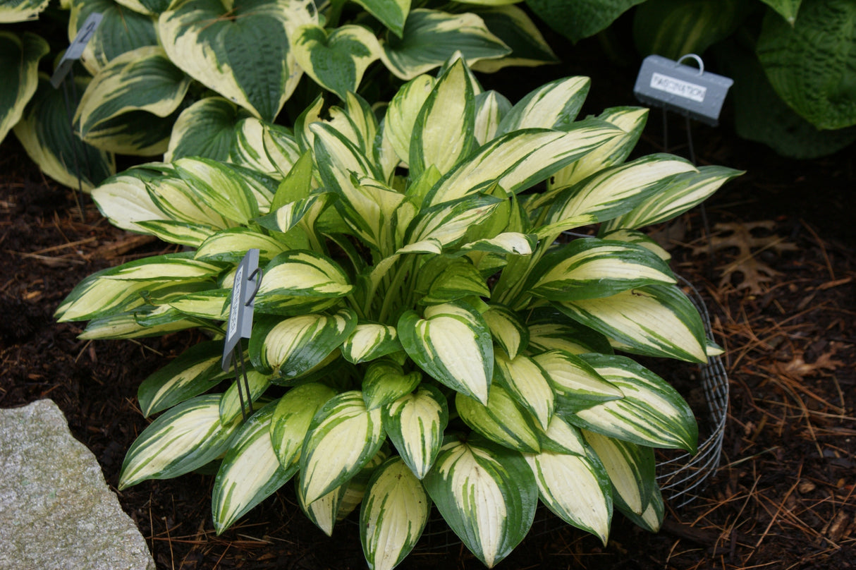 Sea Thunder Hosta