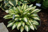 Sea Thunder Hosta