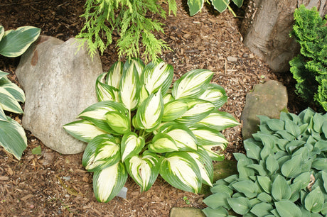 Sea Thunder Hosta
