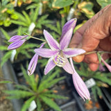 Shake Down Hosta