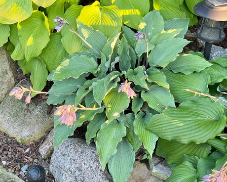 Shamrock Shake Hosta