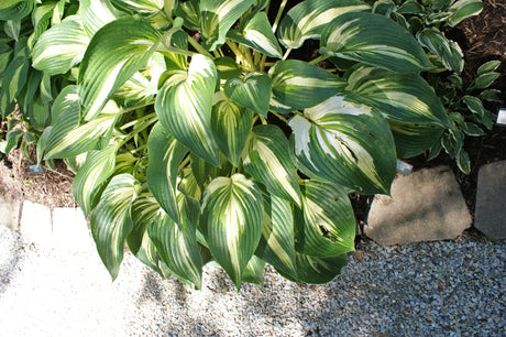 Sharp Dressed Man Hosta