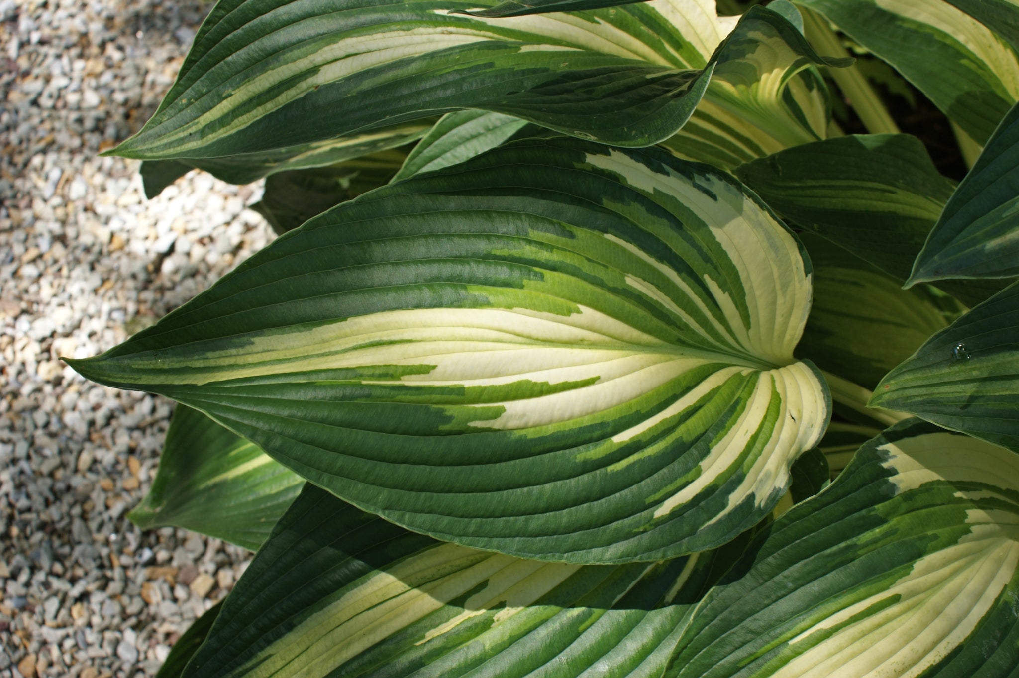 Sharp Dressed Man Hosta Sharp Dressed Man Hosta