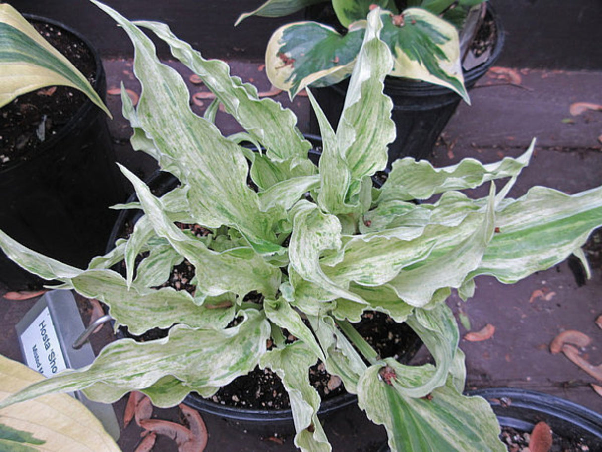 Shocking Mandy Hosta