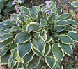 Sidekick Hosta