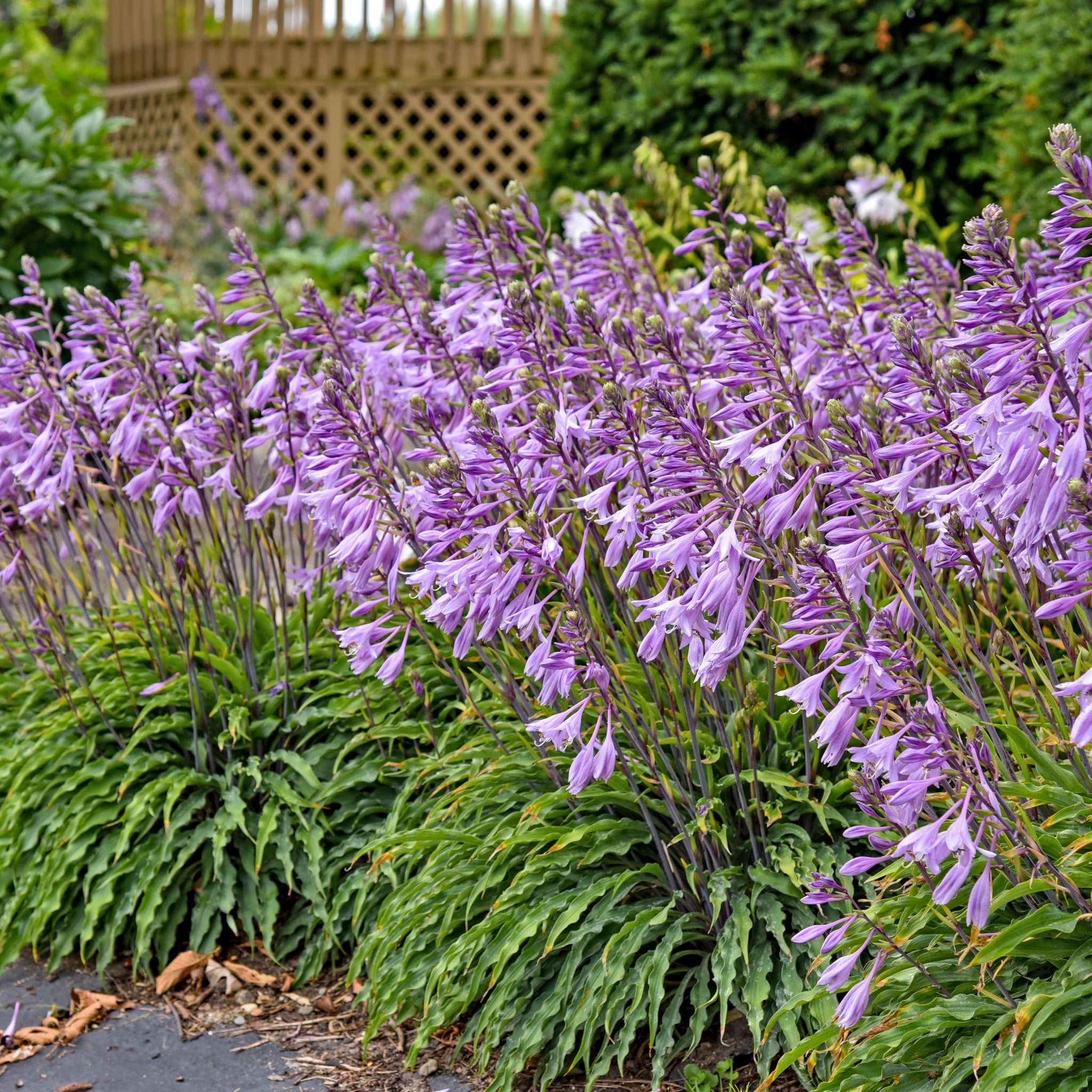 New Hampshire Hostas Silly String Hosta - Thumbnail 3
