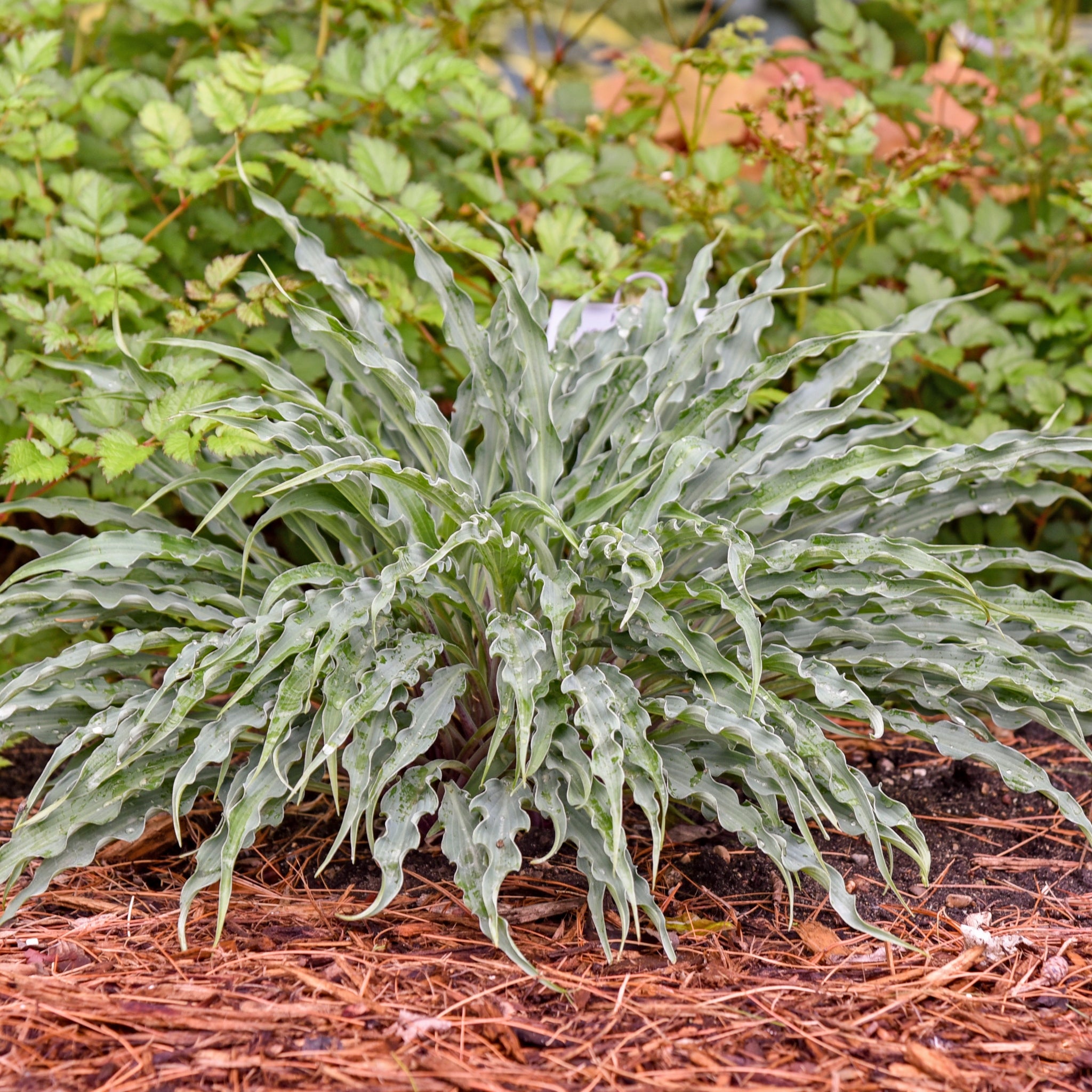 New Hampshire Hostas Silly String Hosta