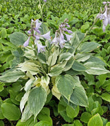 Silver Feather Hosta
