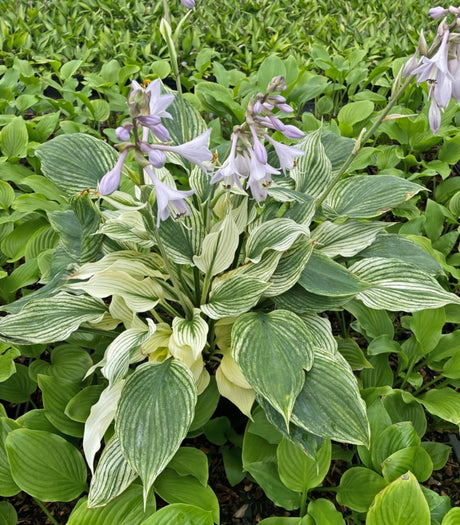 Silver Feather Hosta