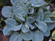 Silver Bay Hosta
