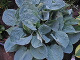 Silver Bay Hosta