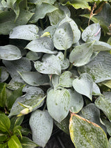 Silver Light Hosta