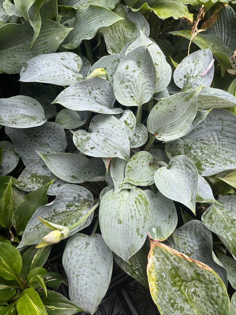 Silver Light Hosta