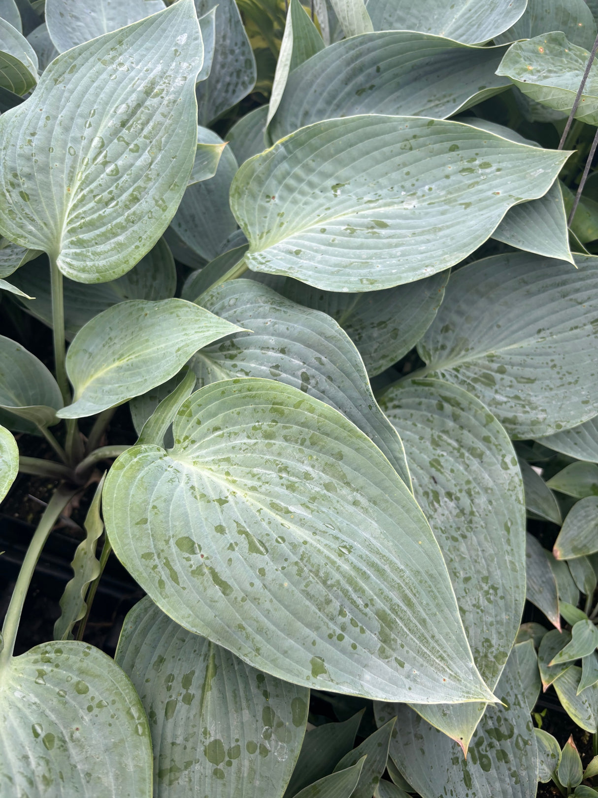 Silver Mist Hosta