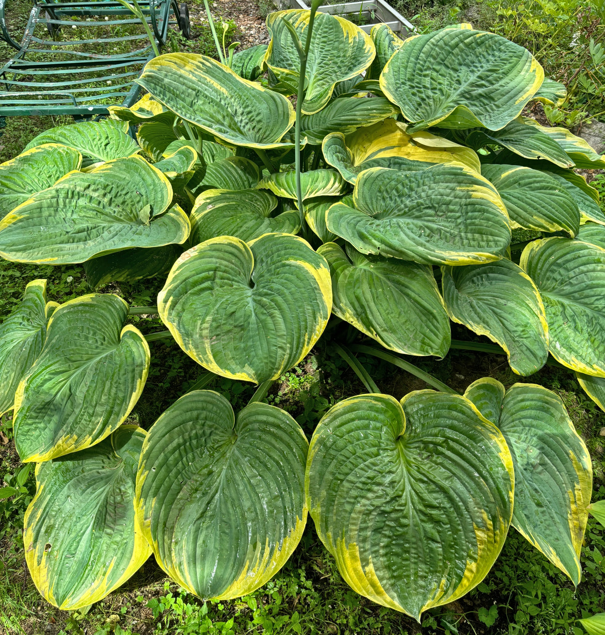 Silverback Hosta