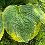 Silverback Hosta