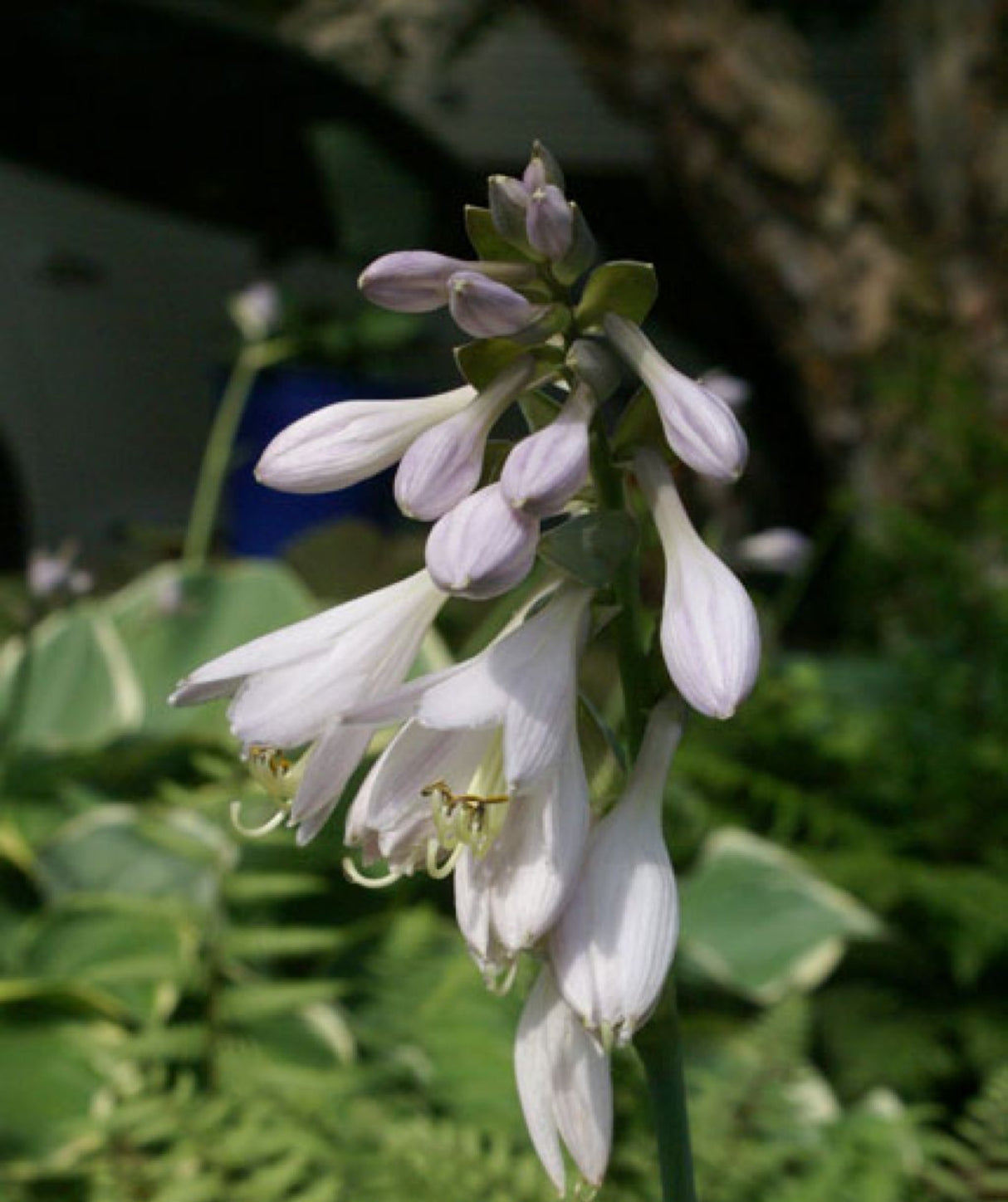 Singin the Blues Hosta