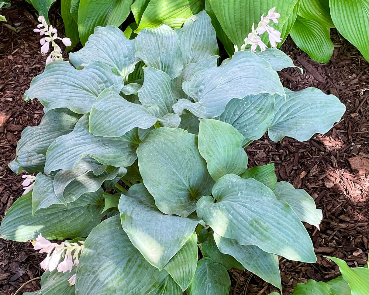 Skyfall Hosta