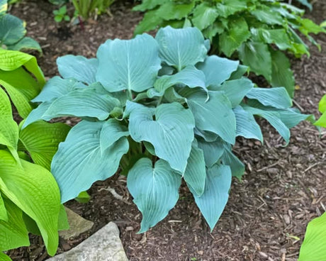Skyfall Hosta