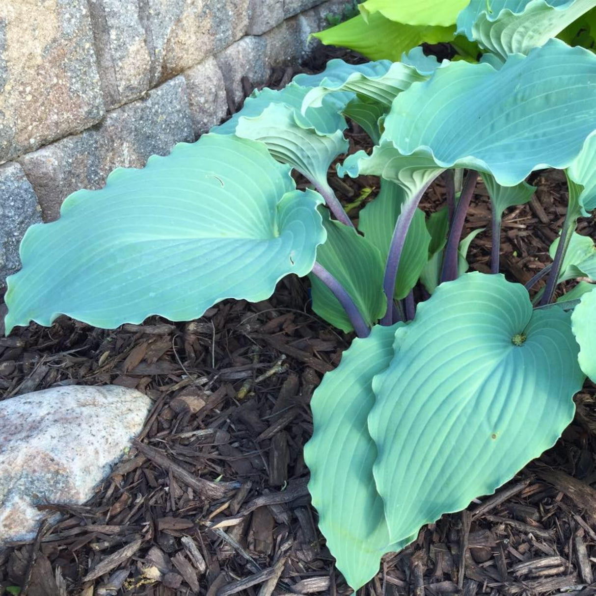 Skywriter Hosta