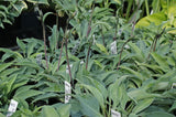 Slim and Trim Hosta