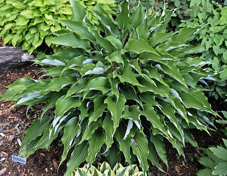 Smokey Hosta