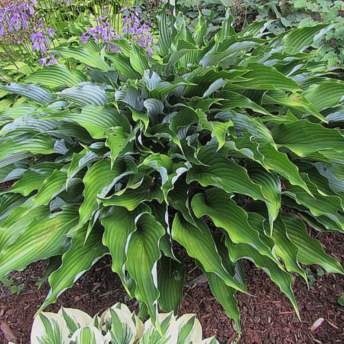 tobacco road hosta Shadowland 'Lone Star' dense clump of thick Six Sum And Substance Bare