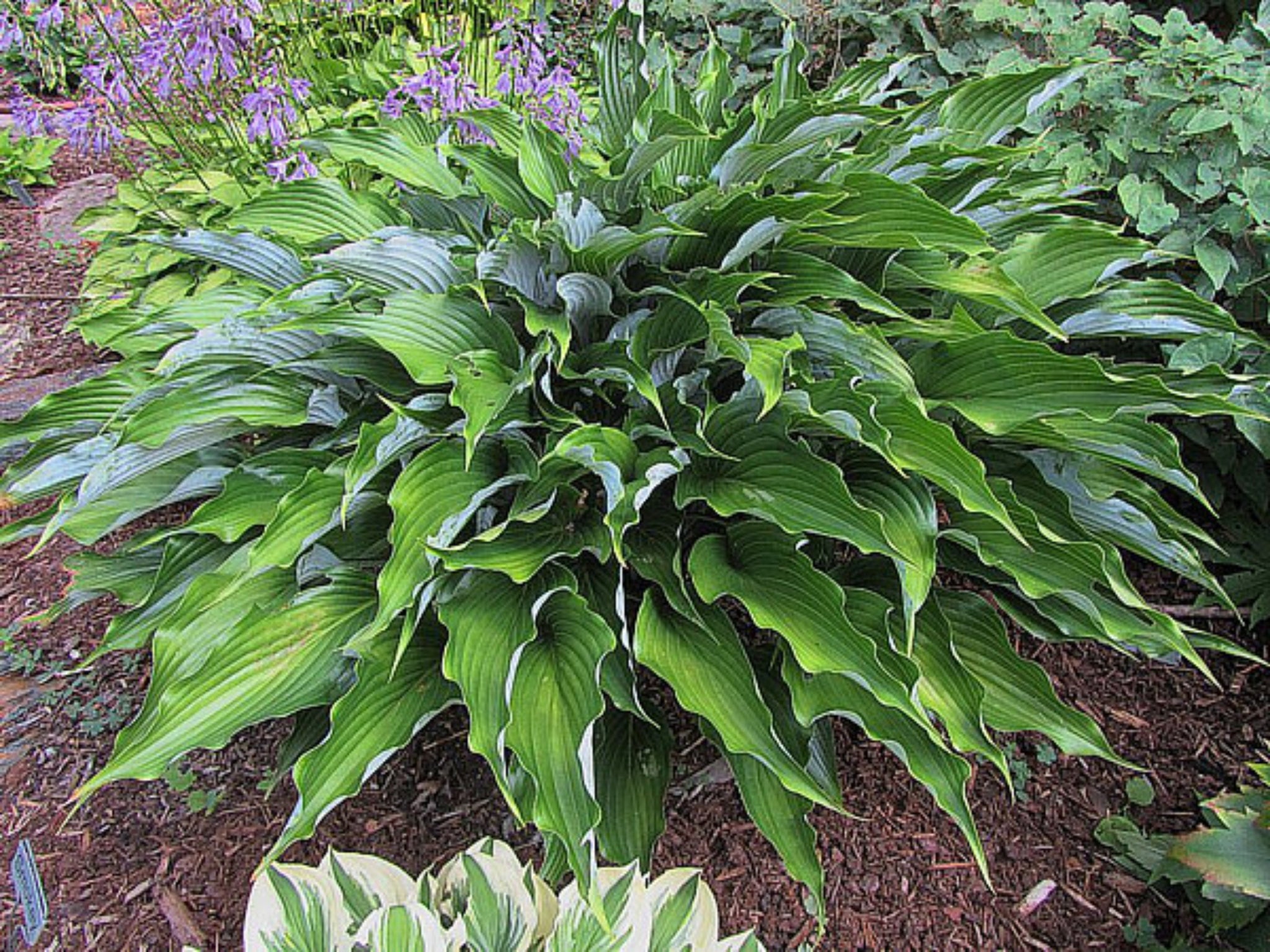 hosta tobacco road Coast to Coast The leaves feature wavy edges Tobacco Road