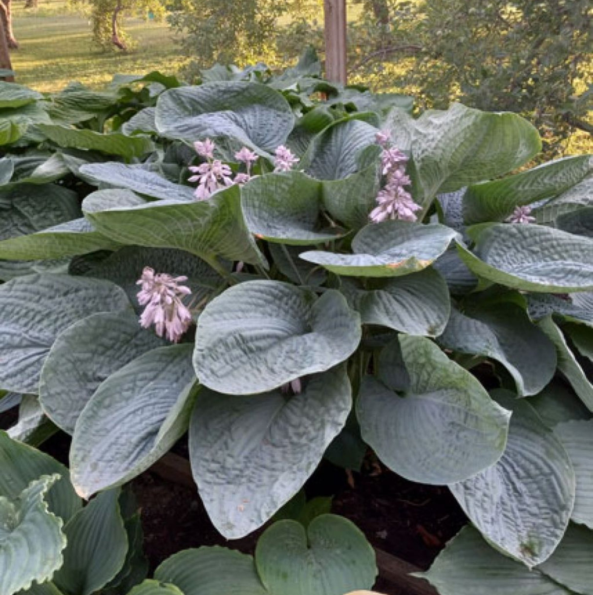 Smokey Mountain Blues Hosta