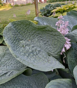 Smokey Mountain Blues Hosta