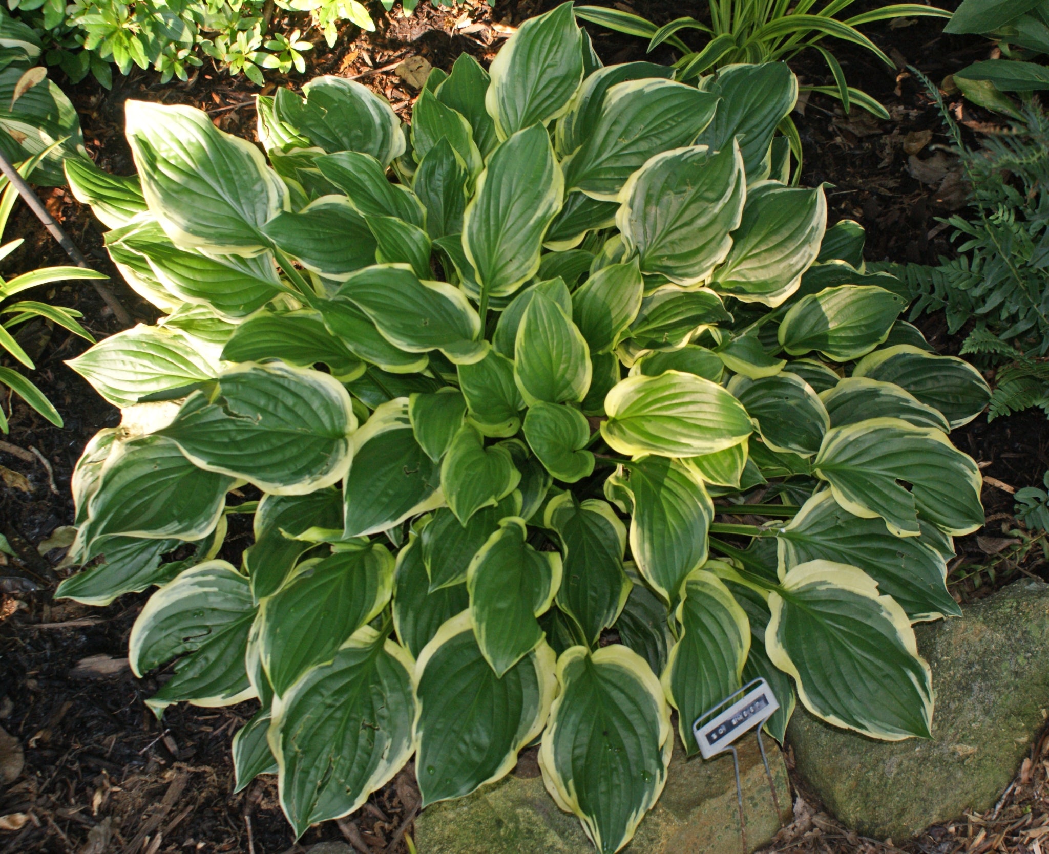 So Sweet Hosta