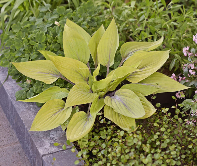 Solar Mist Hosta Courtesy of Heemskerk Perennials