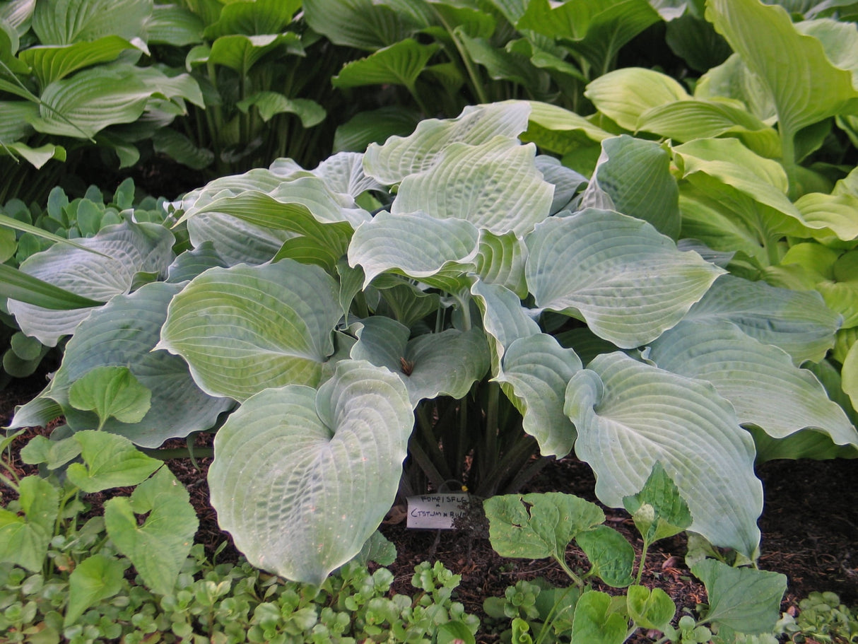 Solitude Hosta