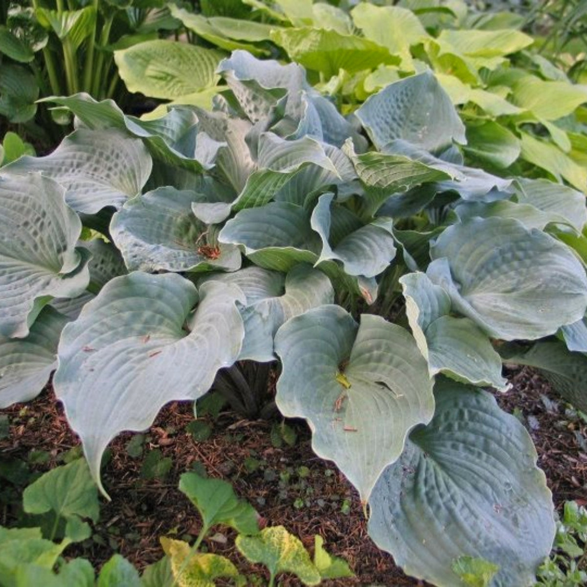 Solitude Hosta – NH Hostas