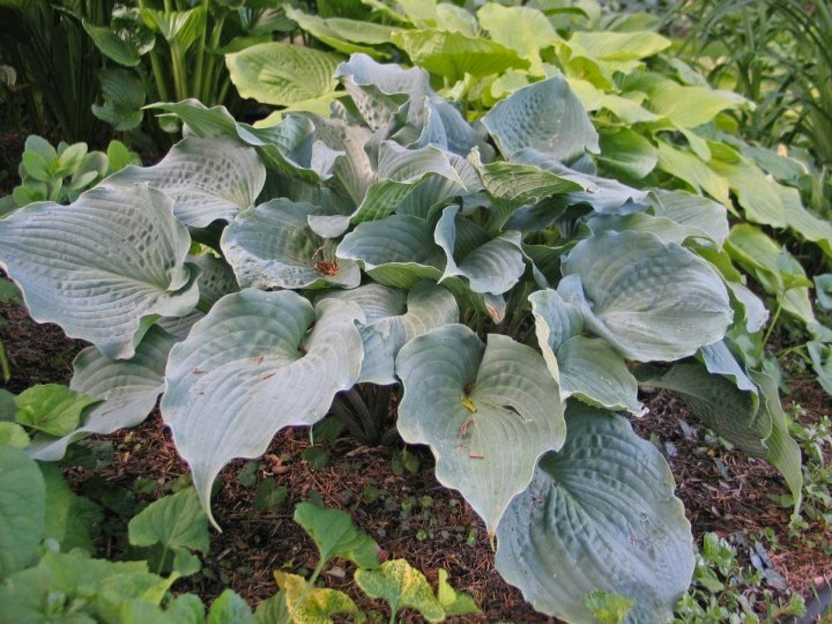 Solitude Hosta