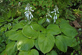Sombrero Hosta Courtesy of The Hosta Library