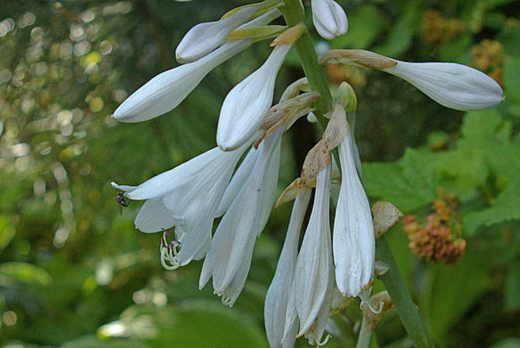 Sombrero Hosta Courtesy of The Hosta Library