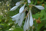Sombrero Hosta Courtesy of The Hosta Library