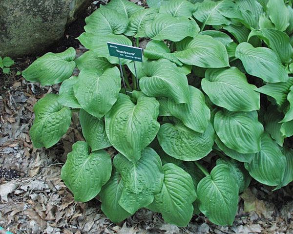 Sombrero Hosta Courtesy of The Hosta Library