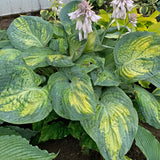 Sound of Music PP35563 Hosta