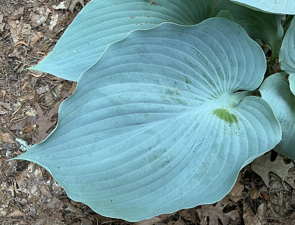 Sounds of Silence Hosta