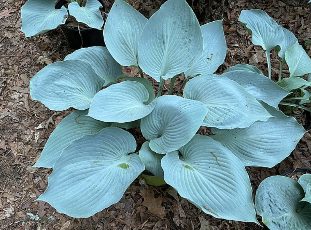 Sounds of Silence Hosta