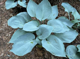 Sounds of Silence Hosta